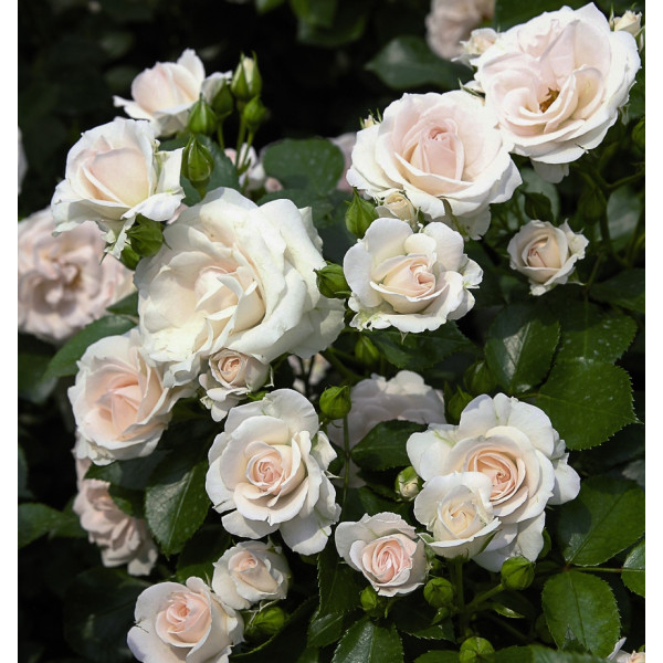 ASPIRIN® ROSE